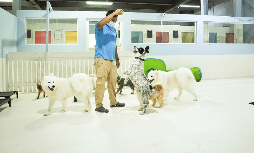 Image 3: Pet Daycare for Any Dog or Cat