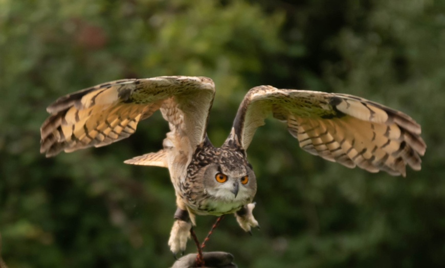 Image 1: Up to 41% Off on Falconry - Recreational at The North Somerset Bird Of Prey Centre