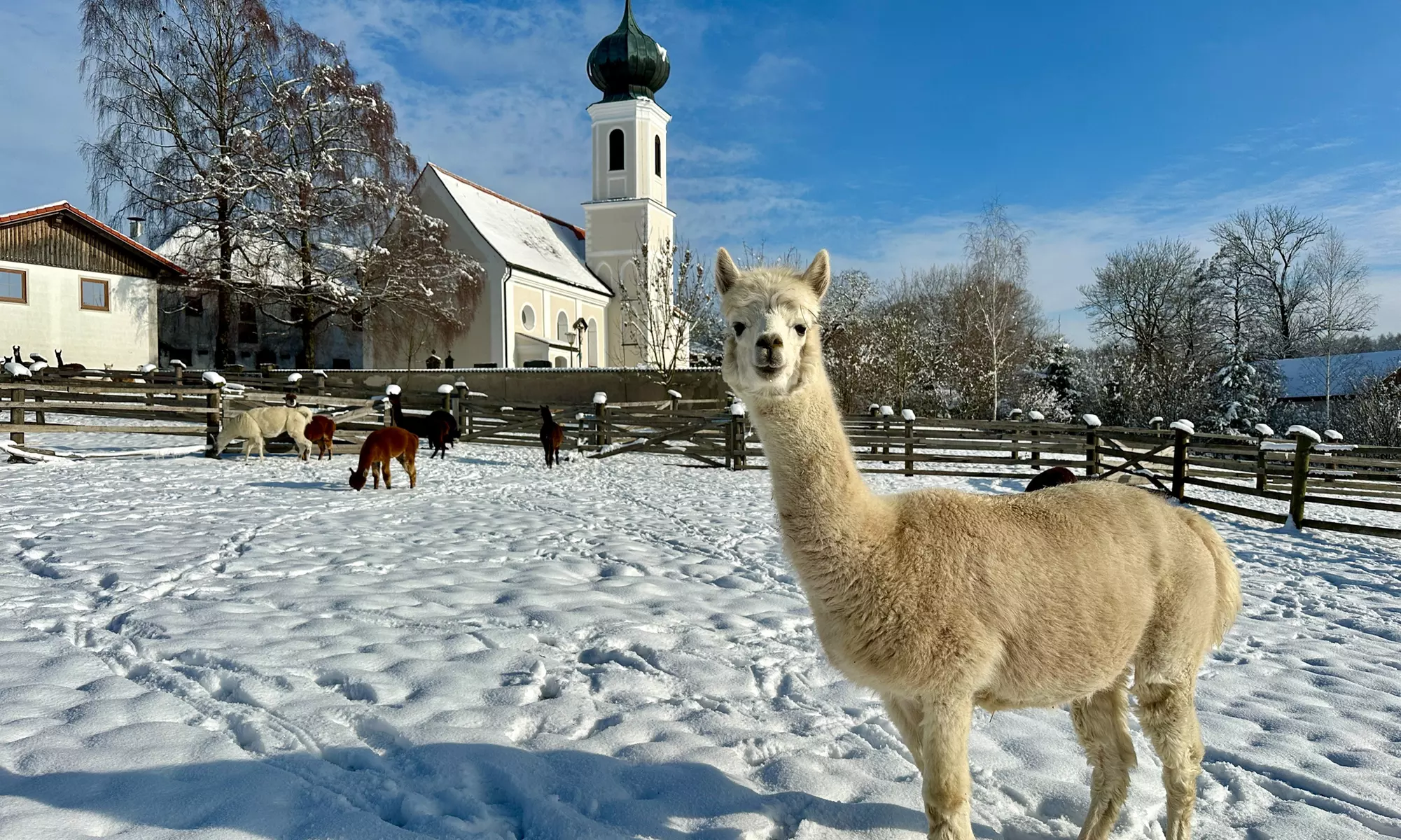 Alpaka-Wanderung oder Schnupper-Erlebnis im Stall für 2 - 4 Personen