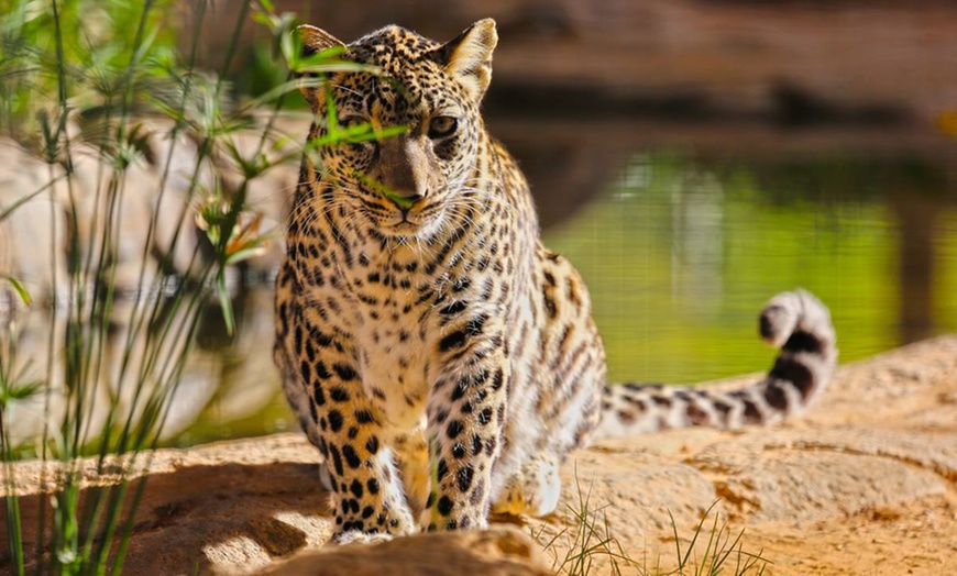 Image 15: Zoo and Learning Centre Entry: Child (AED 8), Adult (AED 25)