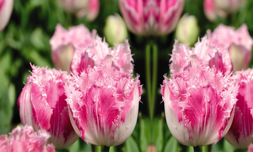 Image 5: Tulip Pink Fountain - Up to 64 Bulbs