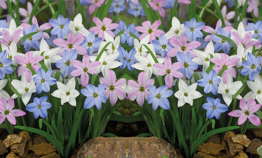 Image 1: 25, 50, or 100 Ipheion Mixed Bulbs