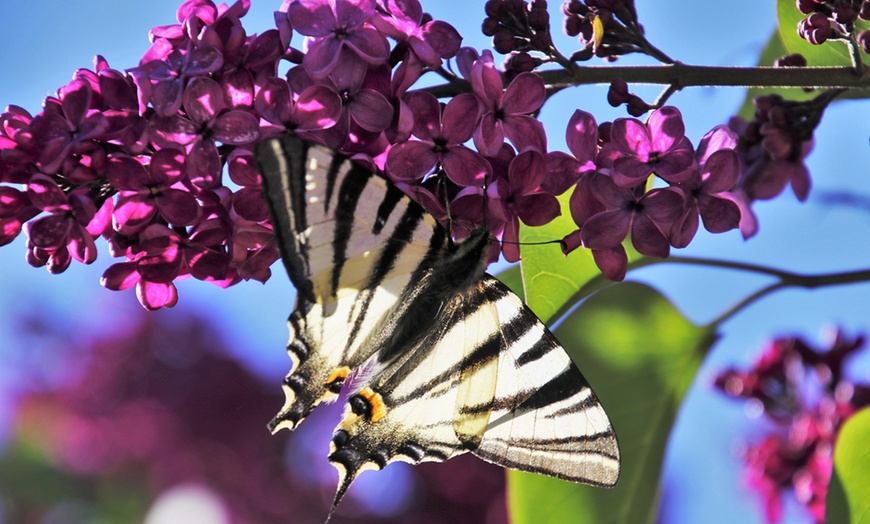 Image 6: Plantas que atraen mariposas