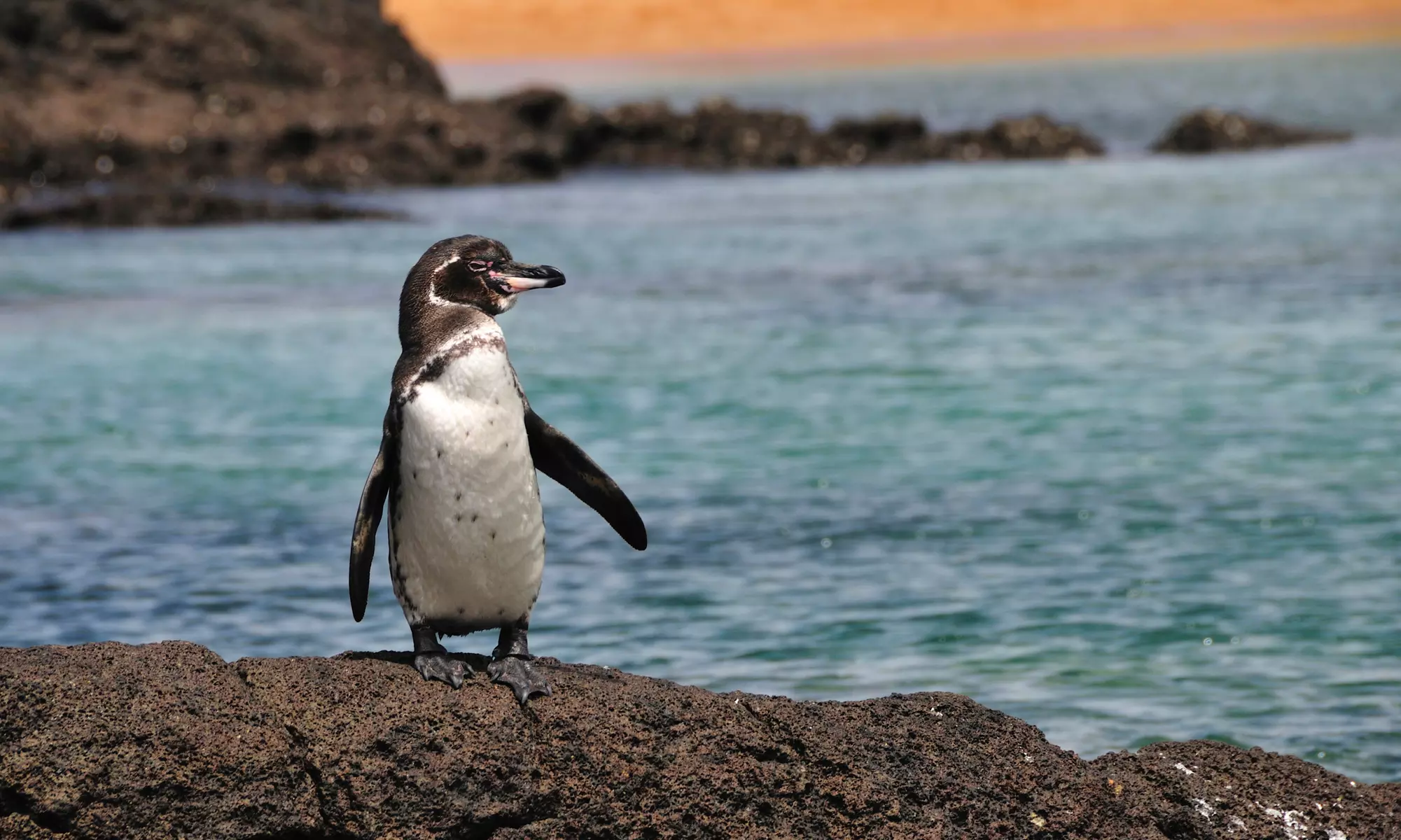 ✈ 6-Day Galapagos Islands Tour with Airfare from Indus Travels. Price per Person Based on Double Occupancy.  - Primary Image