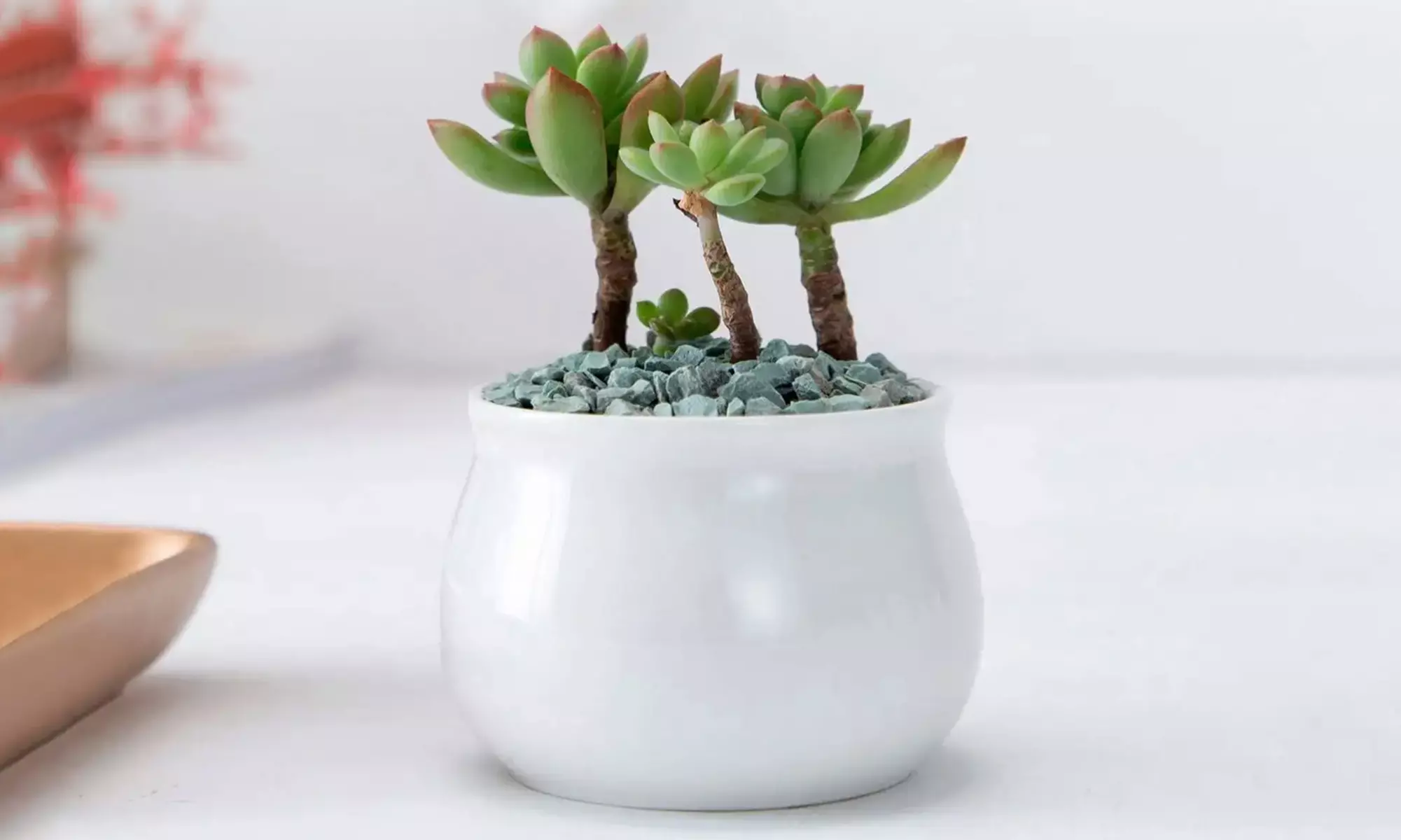 Lot de 3 pots de fleurs en céramique pour succulentes