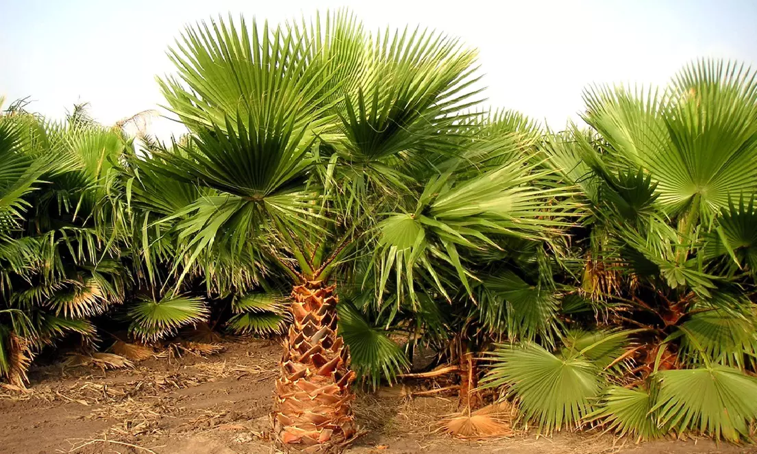 1 ou 2 palmiers éventails mexicains Washingtonia Robusta XL, 80-10 cm à la livraison - Primary Image