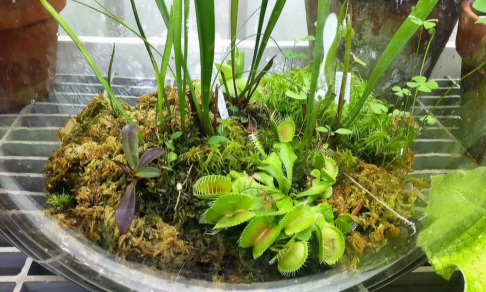 Set van 3 verschillende vleesetende planten