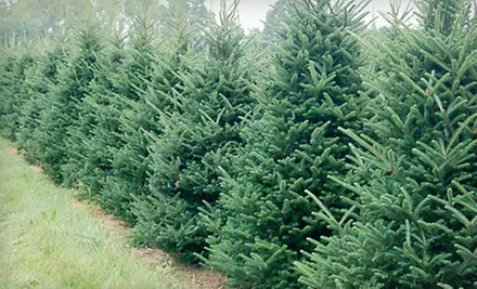 $25 for $50 Worth of Christmas Trees at Bosch’s Countryview Nursery, Inc.  - Primary Image