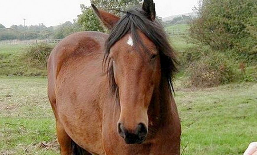 Image 4: Horse Riding and Trek