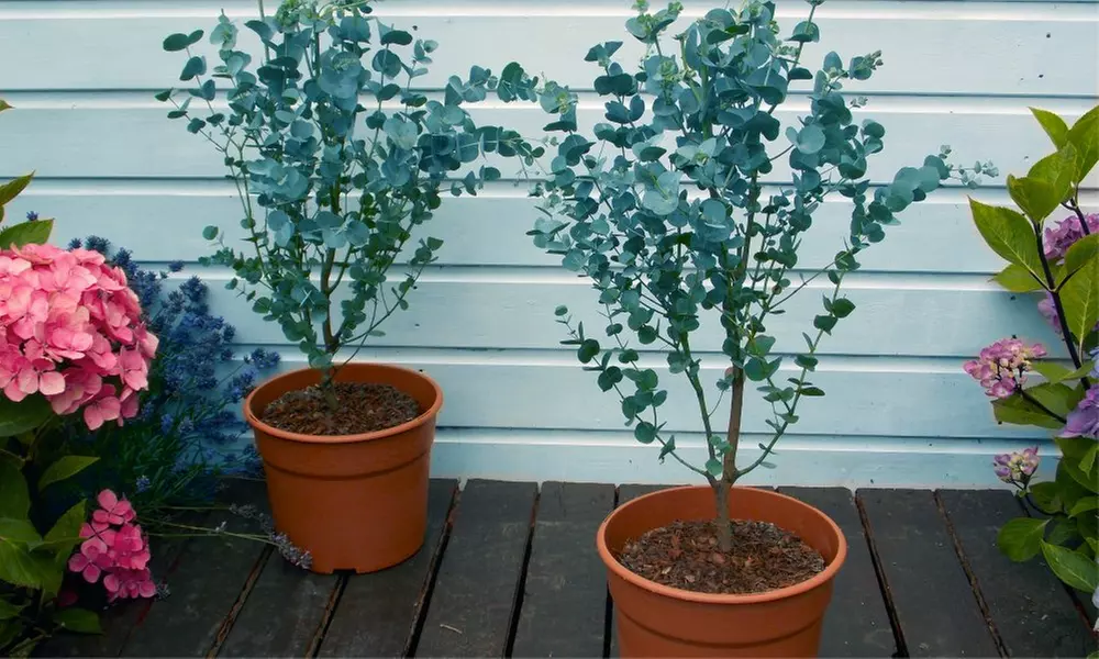 Two or Four Eucalyptus Trees from £24.99 With Free Delivery (Up to 62% Off) - Image 2