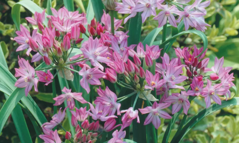 100er- oder 200er-Lauchpflanzen-Set - Second Medium