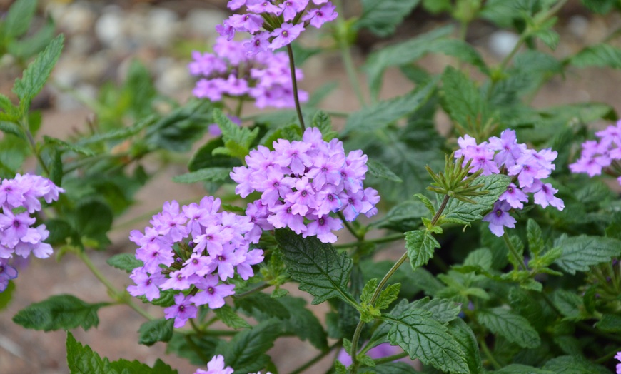 Verbena Seabrooks Lavender or Margaret's Memory Plant Collection | Groupon