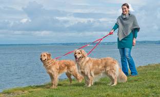 image for Furhaven No Tangle Two Dog Pet Leash