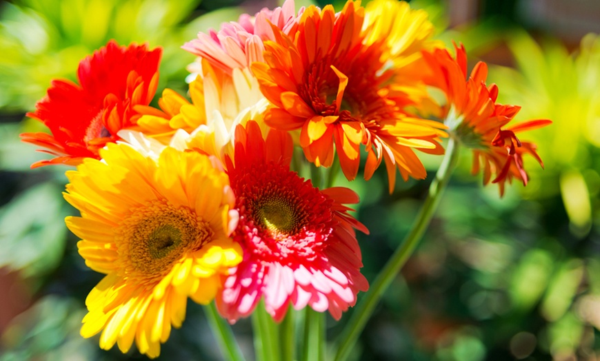 Image 6: Margarita Gerbera