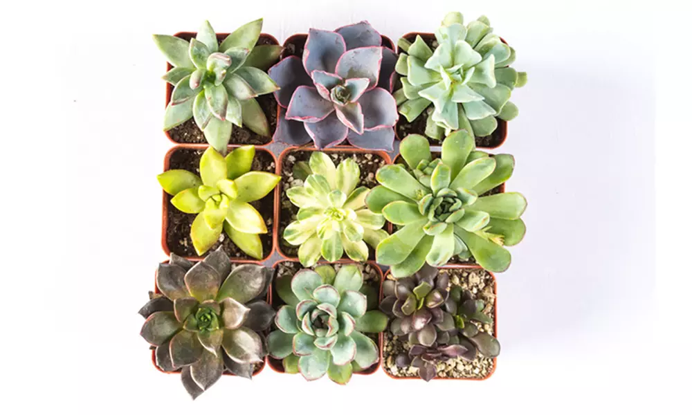 Handpicked Succulents 2" Potted Plants (9- or 12-Pack) - Second Medium