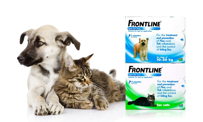 Pipettes Frontline Antipuces Et Tiques Chienchat Groupon