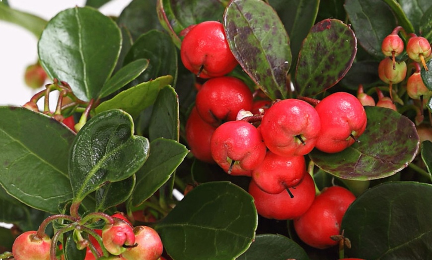 Image 2: Ensemble de 2 Gaultheria 'Big Berry'®