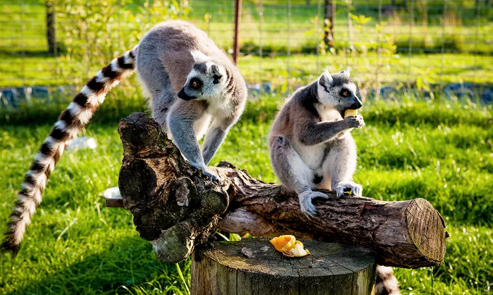 Bilet do ogrodu zoologicznego Zoo Farma dla 2 osób za 18,99 zł i więcej opcji (do -49%) - Primary Image