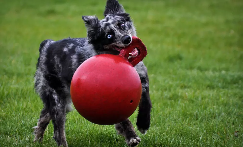 Jolly Pets Tug-n-Toss Dog Toys (Up to 67% Off). Multiple Sizes and Colors Available. - Second Medium