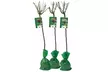 Set de 3 plantas de exterior Rosal XXL - Second Medium