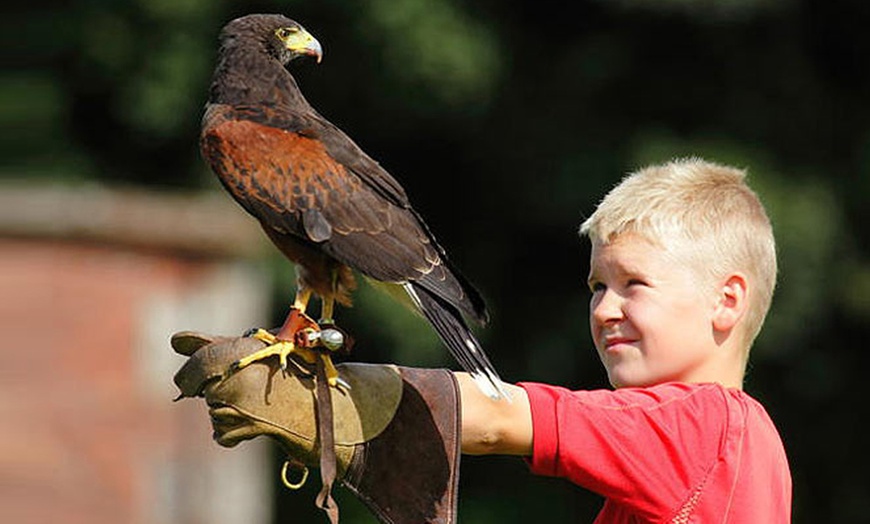 Image 1: Bird of Prey Experience