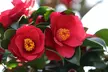 Hardy Camelia Potted Plants – Red, Pink, Yellow Mix - Image 2