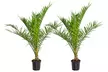 Palmera de Canarias Phoenix Canariensis, Ideal para Terrazas Soleadas - Second Medium