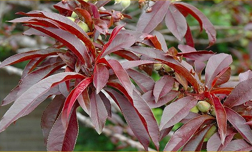 Image 2: Red Leaf Peach Tree