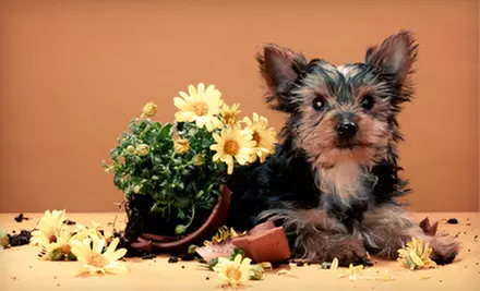 Doggy Daycare, Rally Obedience Classes, or Standard Obedience Classes at AKA-K9 (Up to 76% Off) - Primary Image