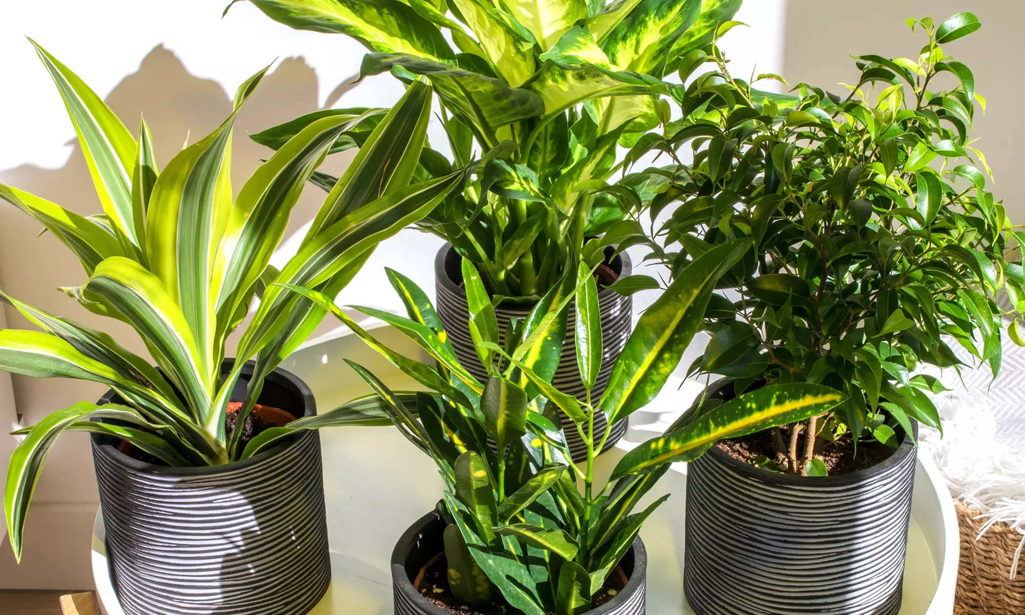 4 piante da appartamento con Croton, Ficus Benjamina, Dracaena, Dieffenbachia