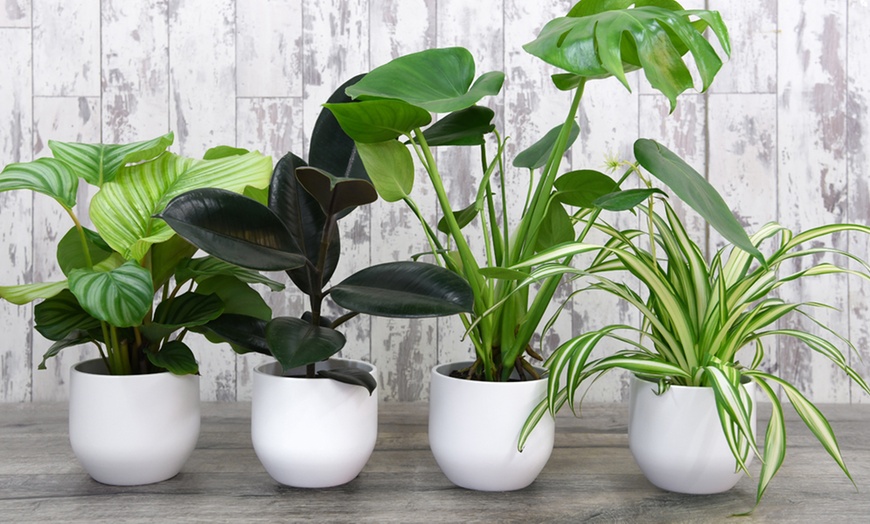 Image 2: Urban Jungle Houseplants