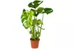 Plante d'intérieur purificatrice d'air Monstera Deliciosa - Second Medium