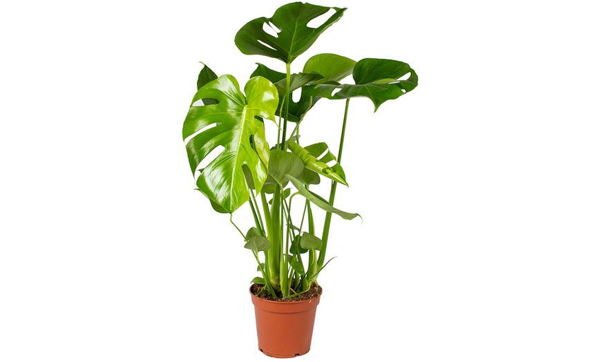 Image 3: Plante Monstera Deliciosa 