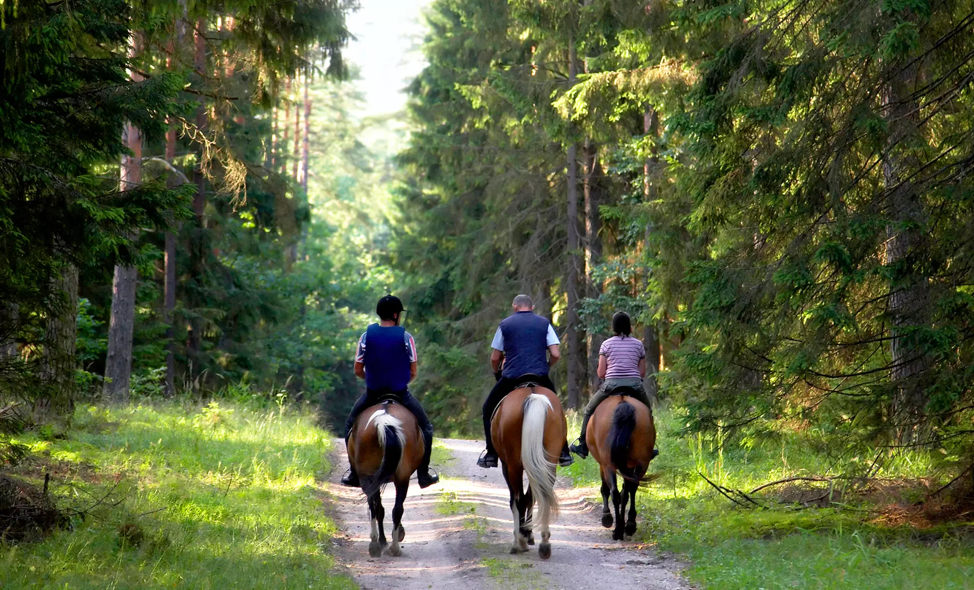 $37.99 for One Hour of Guided Horseback Riding for Two at Westcreek Trail Rides (﻿$70 Value) - Primary Image
