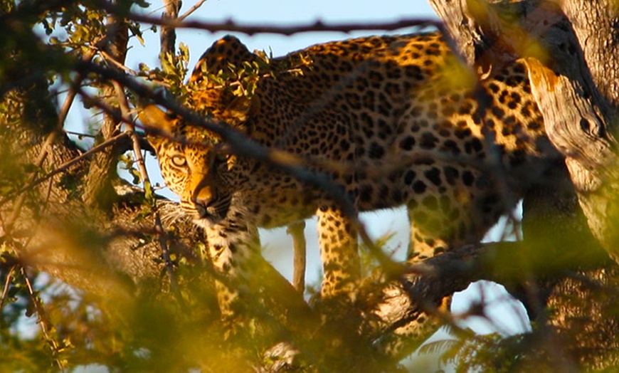 Image 7: South Africa: Up to 7-Night 5* All-Inclusive Safari