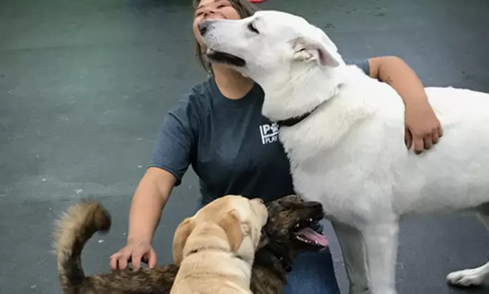 One, Three or Five Days of Doggie Daycare at Pawz Play N' Stay (Up to 48% Off)  - Primary Image