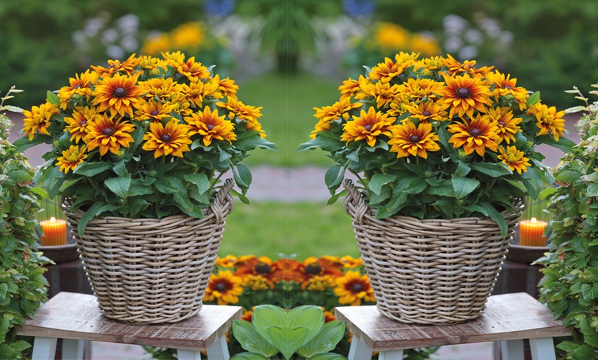 Image 1: Three or Six Rudbeckia Sunshine Collection Plants