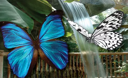 $20 for Four General Admission Tickets to the Cambridge Butterfly Conservatory (Up to $52 Value) - Primary Image