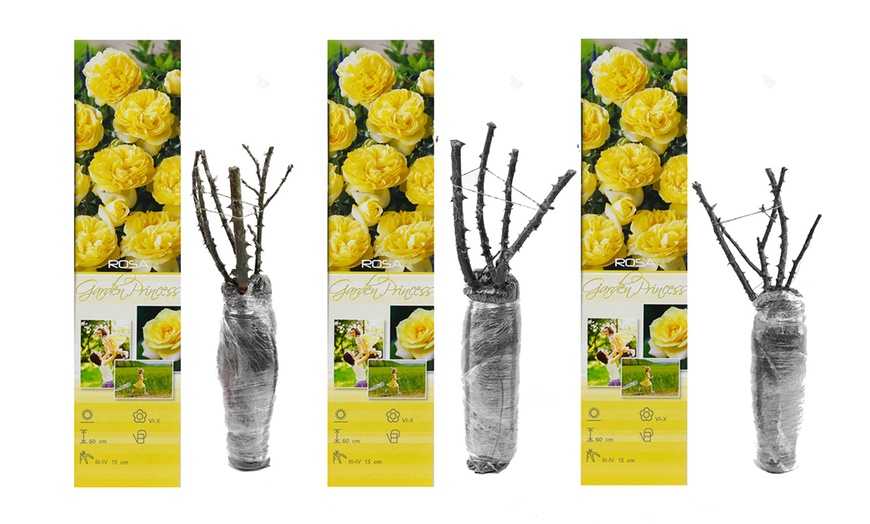 Image 7: Set di 3 o 6 rose Polyantha