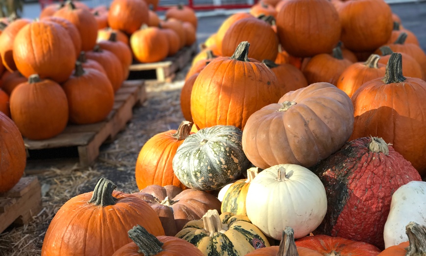 Image 3: Pumpkin Deals & VIP All-Inclusive Patch Access
