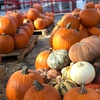 Image 2: Pumpkin Picking and Fall Activities