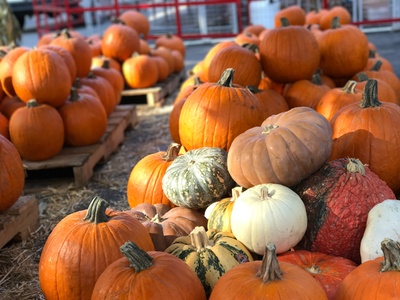 $15 for $20 Towards Pumpkin Purchase (Valid Mon-Fri) - Mr. Jingles Christmas Trees