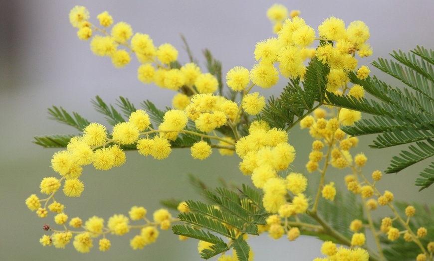 Image 3: Acacia dealbata Mimosa con flores amarillas brillantes, de Rootz