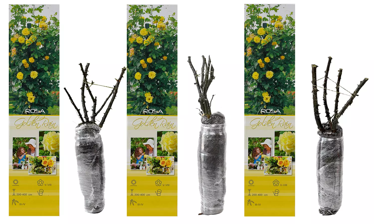 3er- oder 4er-Set Kletterrosen