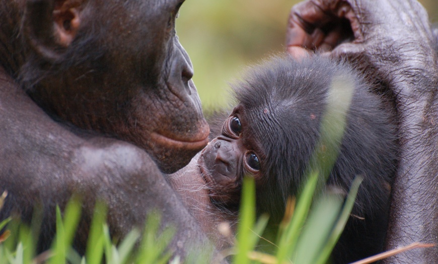 Image 7: Entrées à la Vallée des Singes