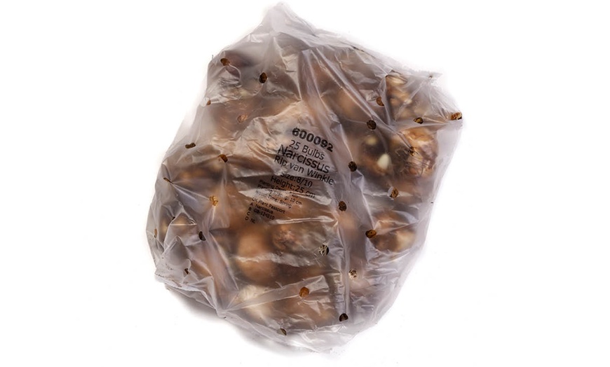 Image 6: 25 or 50 Narcissus 'Rip van Winkle' Spring Flowering Bulbs