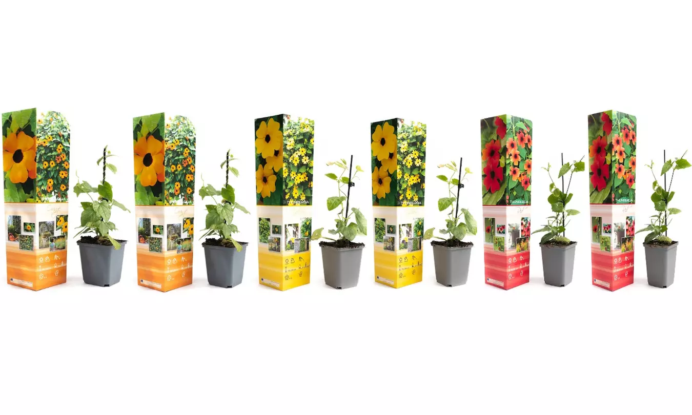 Set de 3 o 6 plantas "Parra Susana ojos negros" - Second Medium