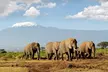 10- or 11-Day African Safari with Round-Trip Airfare from Africa Answers  - Second Medium