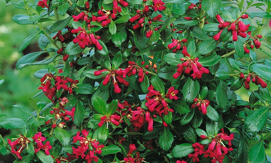 Image 8: Sunny Border Hardy Shrubs