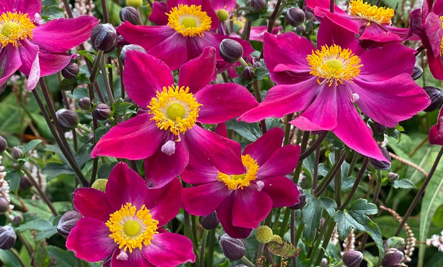 Image 1: Japanese Anemone Fantasy Ariel - 1, 2 or 3 Potted Plants
